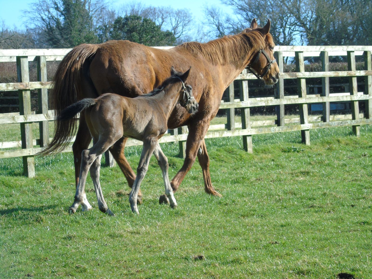 2025 colt by Too Darn Hot